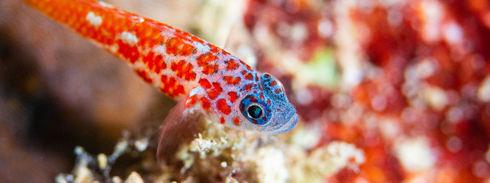 Small blennies and gobies can be very colorful in places like Raja Ampat and Alor