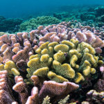 Hard corals can be quite colorful in the coral triangle. Photographed in Raja Ampat by coral triangle adventures