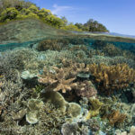 coral reef snorkeling in raja ampat