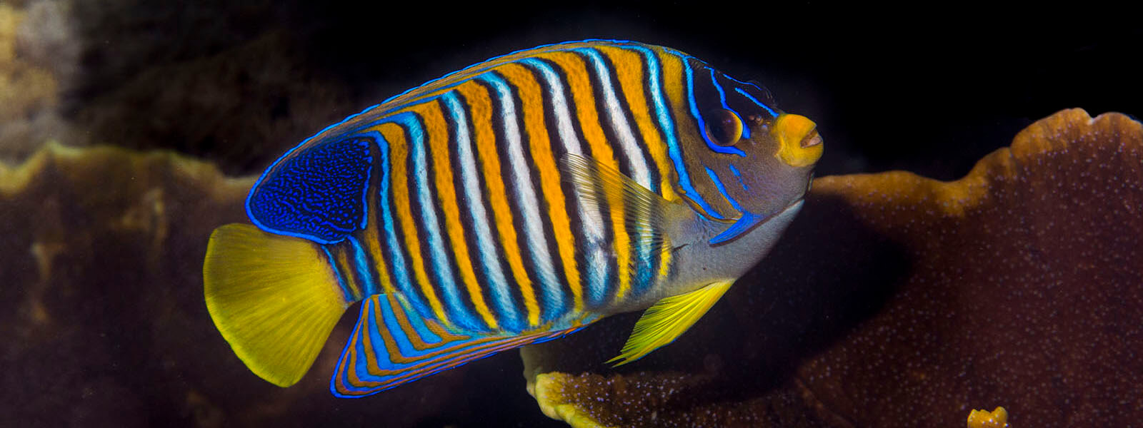 Regal angelfish are common on our coral triangle adventures snorkeling trips
