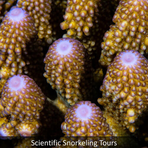 Link to Scientific snorkeling tours