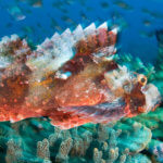 Scorpionfish photographed while snorkeling in Indonesia