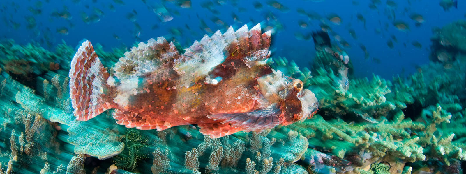 Scorpionfish photographed while snorkeling in Indonesia