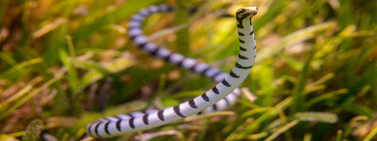 Banded sea snakes are common in the coral triangle