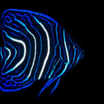 ID photo of a juvenile semicircle angelfish photographed in Komodo by coral triangle adventures