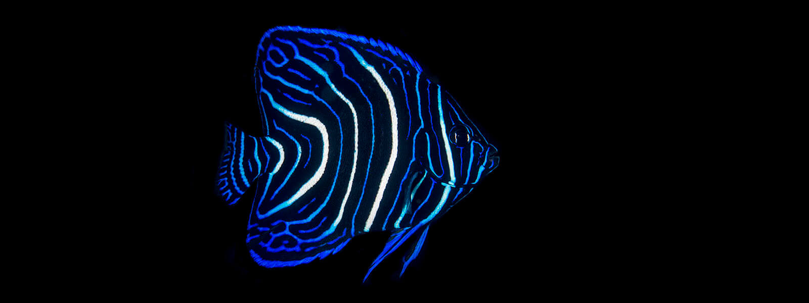 ID photo of a juvenile semicircle angelfish photographed in Komodo by coral triangle adventures