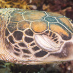 Example of a sea turtle closing its eyes photographed while snorkeling in Indonesia