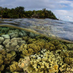 Beautiful coral gardens can be seen in the Solomon Islands