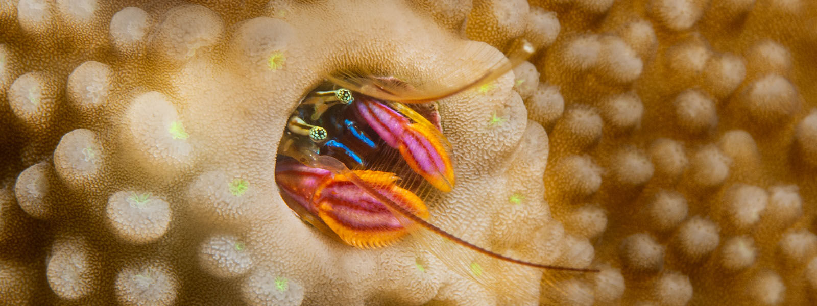 Tiny coral hermit crabs are seen in the Solomon Islands snorkeling tour