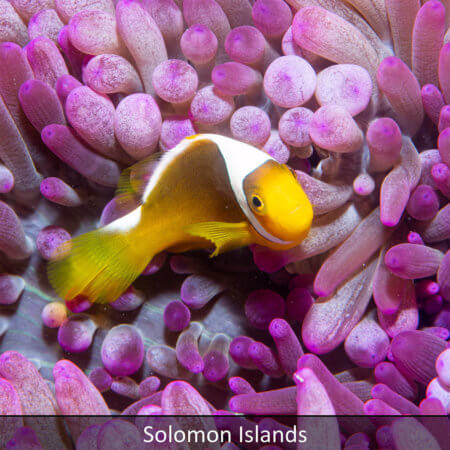 Link to Solomon Islands snorkeling tour