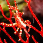 Spider crabs are some of the marine life we see on our snorkeling tour to Kimbe Bay, Papua New Guinea