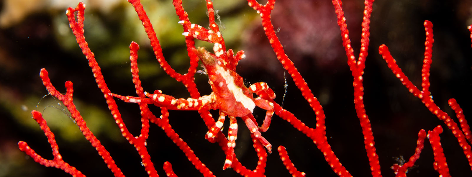 Spider crabs are some of the marine life we see on our snorkeling tour to Kimbe Bay, Papua New Guinea