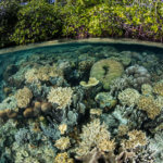 soft corals and mangroves in raja ampat