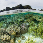 snorkeling reefs in raja ampat