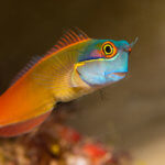 Spot tail blenny is a common fish we see snorkeling in Raja Ampat