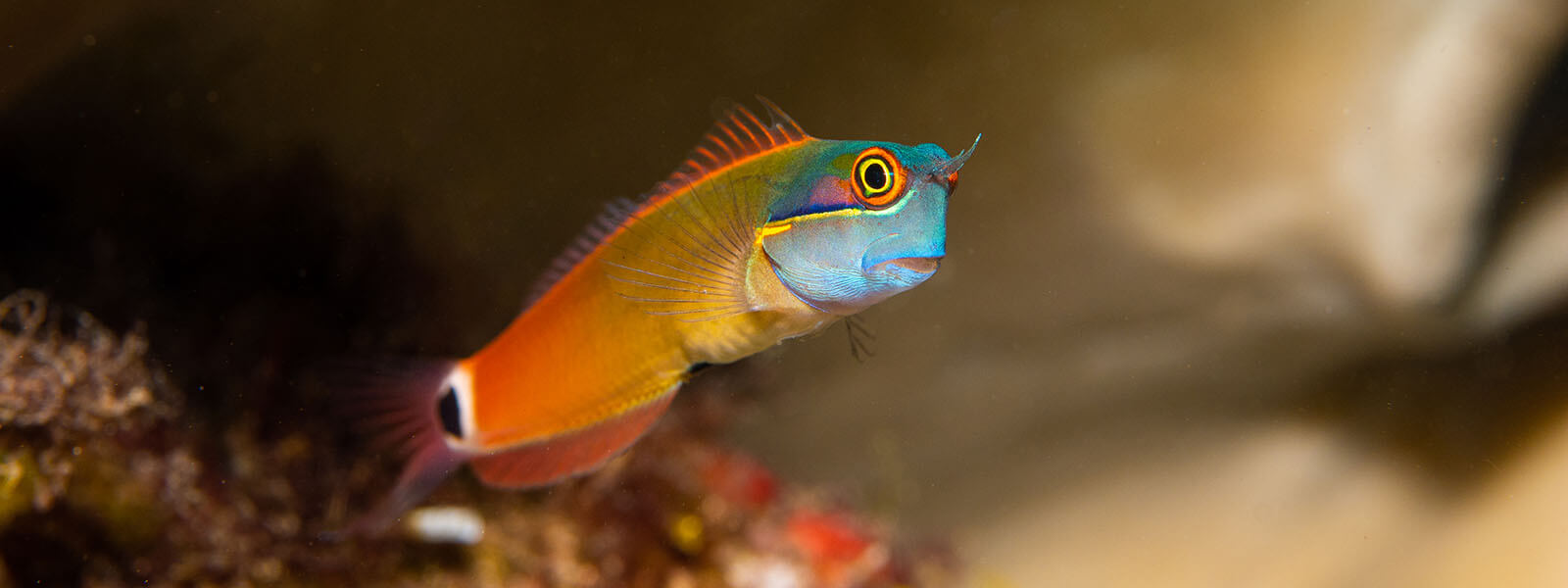 Spot tail blenny is a common fish we see snorkeling in Raja Ampat