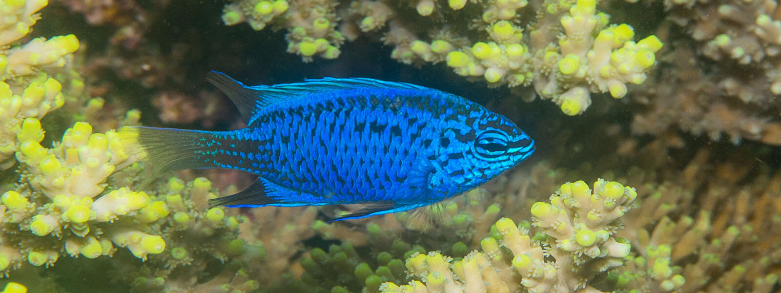 Springer's damselfish is common in the Philippines