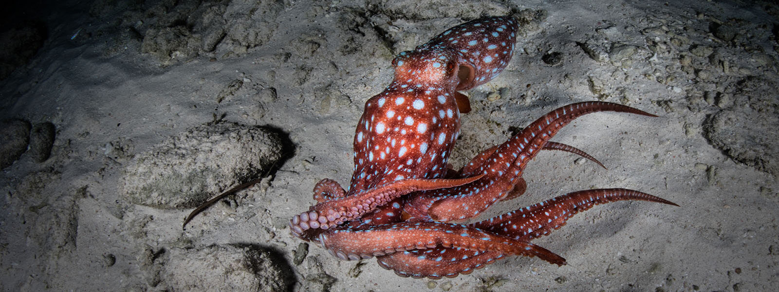 Starry night octopus are seen on many of our night snorkels in places like the Philippines, Komodo, and Raja Ampat