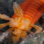 Orange sea cucumbers are seen while snorkeling in Komodo and the Philippine Islands
