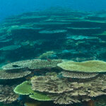 snorkeling table corals in Komodo