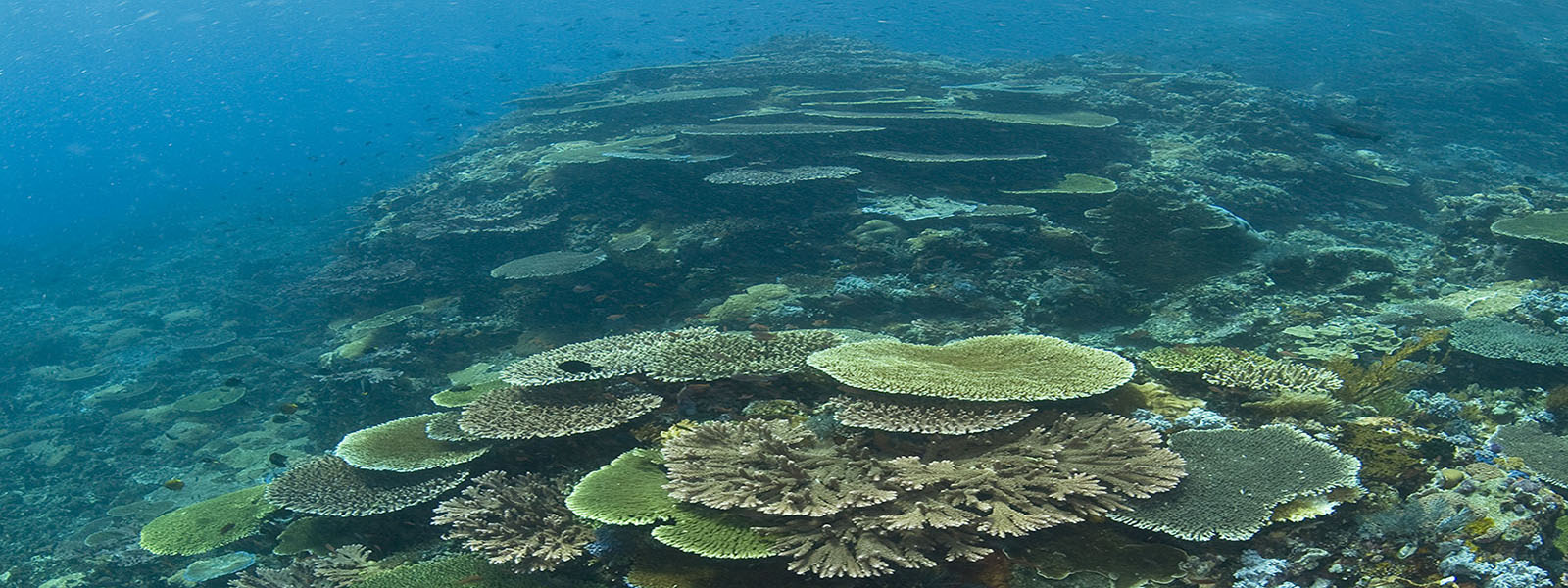 snorkeling table corals in Komodo