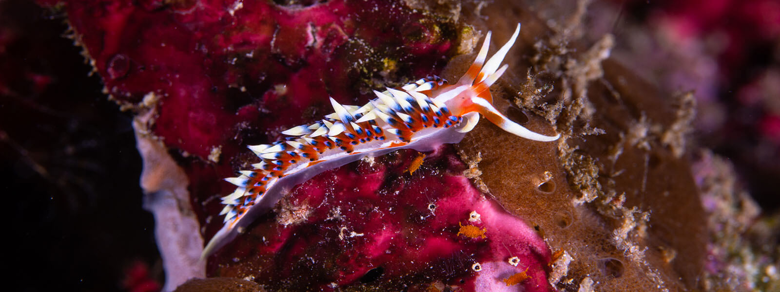 Exotic nudibranchs can be found in places like Alor, Raja Ampat, Komodo, and the Philippines