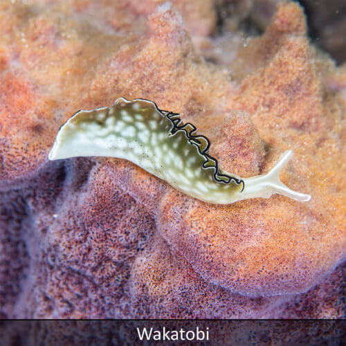 Link to Wakatobi snorkeling tour