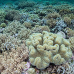 We see a lot of soft corals on our coral triangle adventures snorkeling tour to Wakatobi