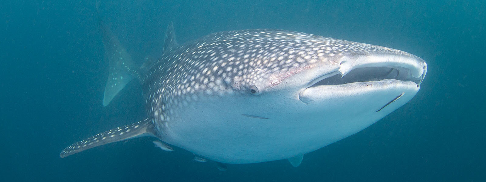 This is what it is like to meet a whale shark in the Philippines