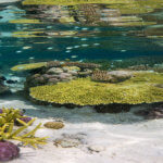 Shallow coral gardens, like this one in Misool, Raja Ampat, can be found throughout the coral triangle