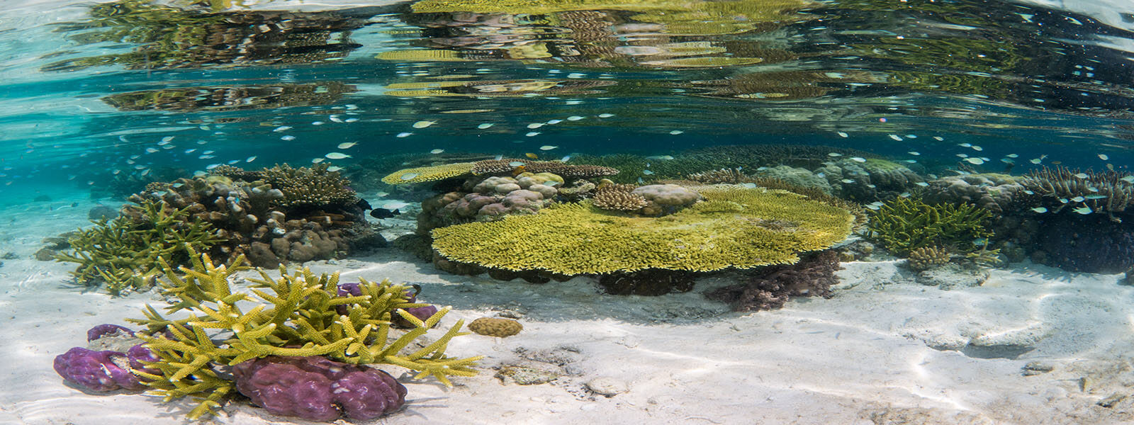 Shallow coral gardens, like this one in Misool, Raja Ampat, can be found throughout the coral triangle