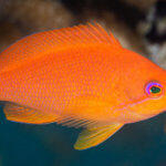 A female scalefin anthias is the type of fish we see at Wakatobi