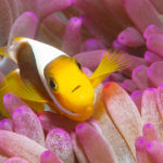 We see white bonnet anemonefish on our Solomon Islands snorkeling tour