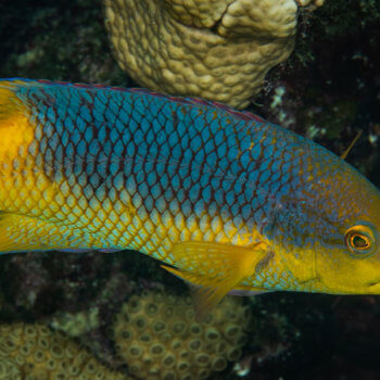 Spanish hogfish are found in Belize