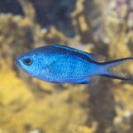 Photo of blue chromis in Belize