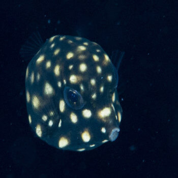 Photo of juvenile spotted trunkfish in Belize