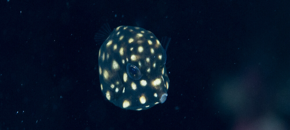 Photo of juvenile spotted trunkfish in Belize