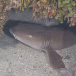 Photo of nurse shark in Belize