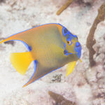 Photo of queen anglefish in Belize
