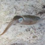 Photo of reef squid in Belize