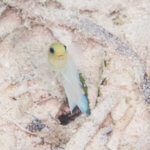 Photo of yellowhead jawfish in Belize