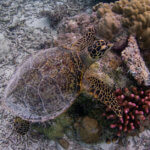 Hawksbill turtle photographed while snorkeling in Palau