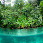 Jungle-draped limestone photographed while snorkeling in Palau