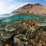 photographed in Komodo National Park by Coral Triangle Adventures
