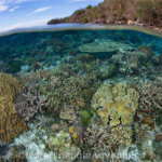Underwater reef scene photographed in Alor Indonesia