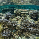 reefs in the forgotten islands photographed by coral triangle adventures