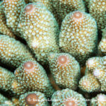 Close up of coral photographed in the Solomon Islands