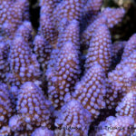 Purple (blue) coral photographed in the Solomon Islands
