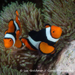 Clown anemonefish photographed in the Solomon Islands