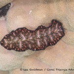 Flatworm photographed in the Solomon Islands